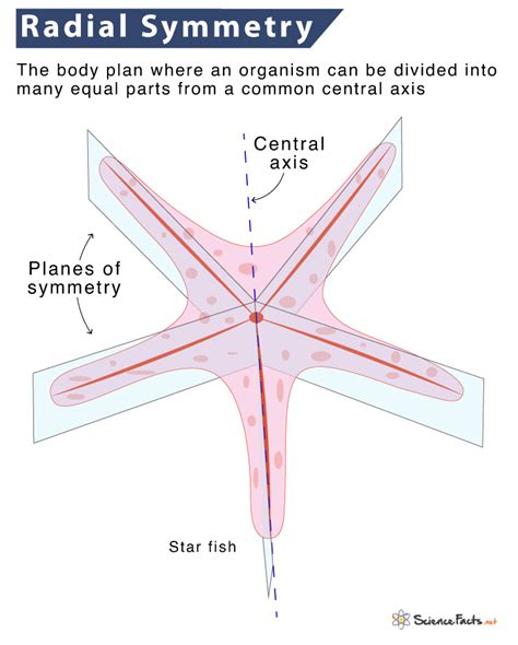 Radial Symmetry