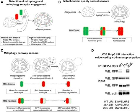 Methodologies to measure mitophagy. Biochemical and imaging-based ...