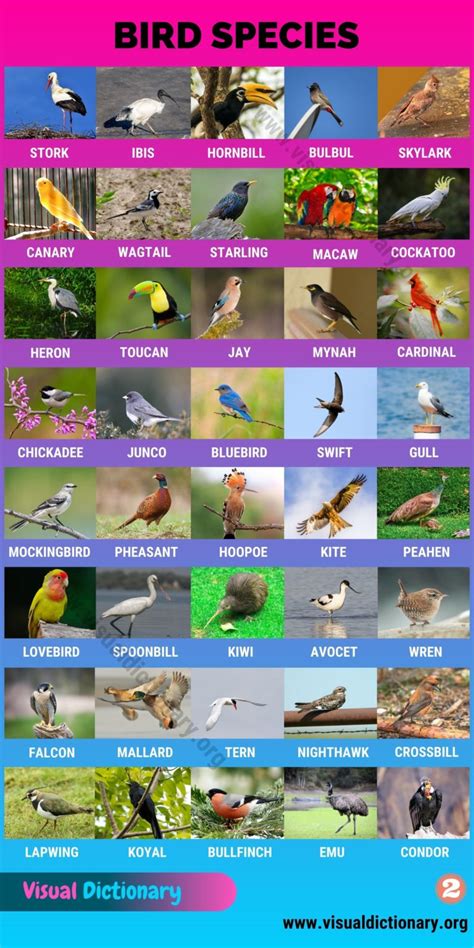 Types of Birds: Great List of 80 Birds by Common Names around the World ...