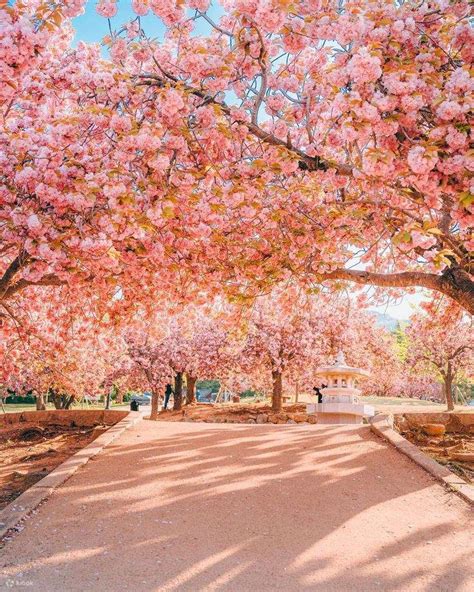 Gyeongju Cherry Blossom Tour - Klook