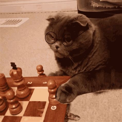 Limusa Cat Playing Chess GIF – Limusa Cat Playing Chess Game – discover ...