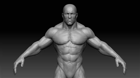 3D model Muscular male body VR / AR / low-poly | CGTrader