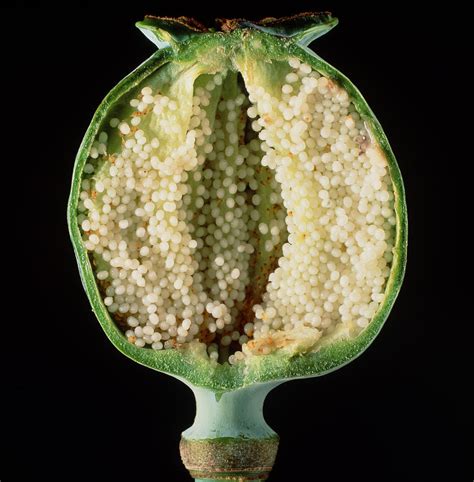 Cut Seed Capsule Of Opium Poppy Photograph by Dr Jeremy Burgess - Fine Art America