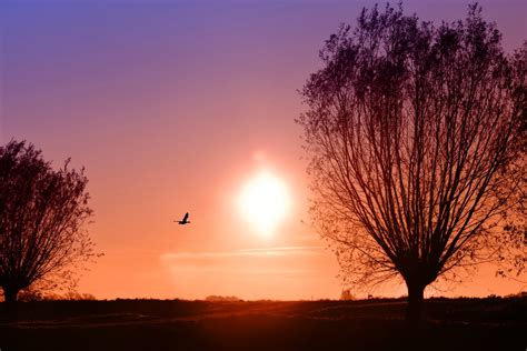 Tree Branch Silhouette - Free photo on Pixabay