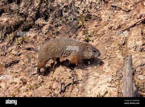 Groundhogs habitat hi-res stock photography and images - Alamy