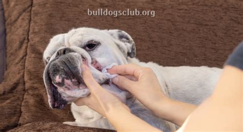 How To Take Care of a Bulldog - VETs Editions Guides - Just HEALTHIER ...