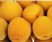 Buy Pioneer Chinese apricot trees online