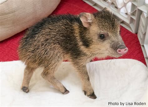 Cute Rescues to Brighten Your Day! - Tucson Wildlife Center