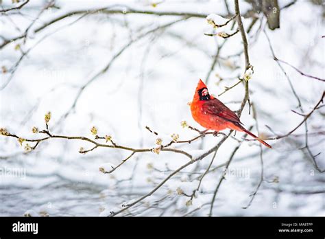 Male Cardinal Snowy Tree High Resolution Stock Photography and Images ...