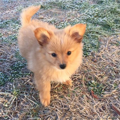 Pomchi Puppy on Dry Grass