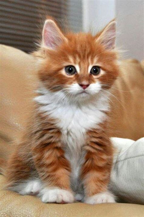 Fluffy Orange Tabby Kitten