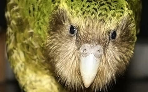 Kakapo has most successful breeding season on record