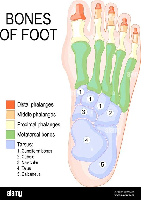 Bones of foot. Human Anatomy. The diagram shows the placement and names ...