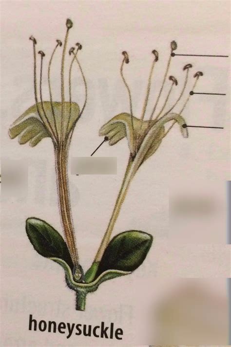 Honeysuckle Diagram | Quizlet