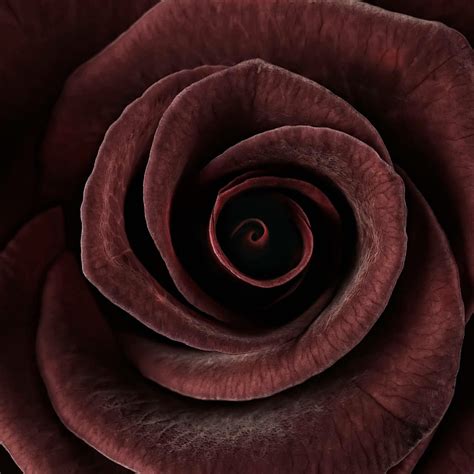 Dark Rose Wall Art | Photography | by CORA NIELE