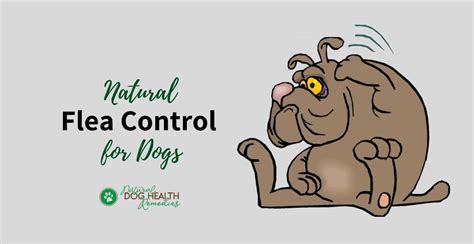 Natural Flea Control | How to Get Rid of Dog Fleas Naturally