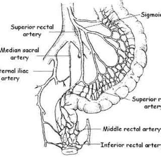 (PDF) Mesorectum. Implications of an Anatomy and Surgical Concept