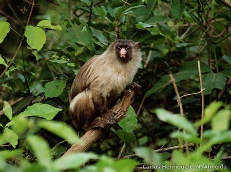 Black tailed marmoset - Alchetron, The Free Social Encyclopedia