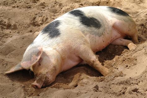 Sleeping pig Stock Photo by ©siebenla 16117475