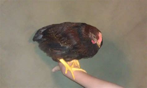 Welsummer Cockerel or Pullet? | BackYard Chickens - Learn How to Raise Chickens