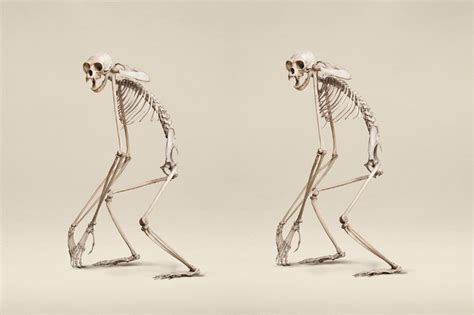 Dr. Fotis Liarokapis: Gibbon Skeleton Uncanny Stereo Vision