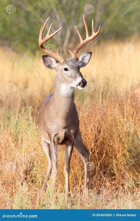 10 Point Whitetail Buck Deer Royalty-Free Stock Photography | CartoonDealer.com #13254863