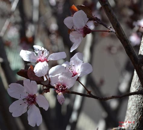 Lazy J Bar C: Sunday Photo - Ornamental Plum Tree