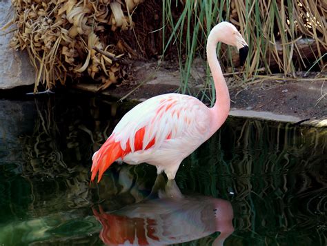 Flamingo | Reid Park Zoo