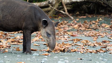 How Costa Ricans Are Coming Together To Save The Baird’s Tapir