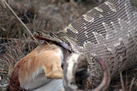 Snake eats Deer | Hunting