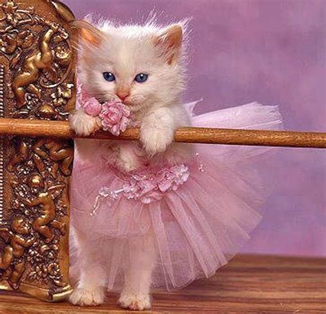 Cute Cat 3D Wallpaper