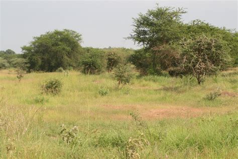 Birding South Sudan: Old Nimule road after morning rain