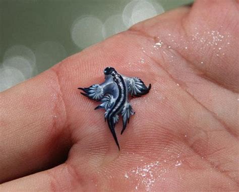 This is a Glaucus Atlanticus Sea Slug! I think it looks like the baby ...