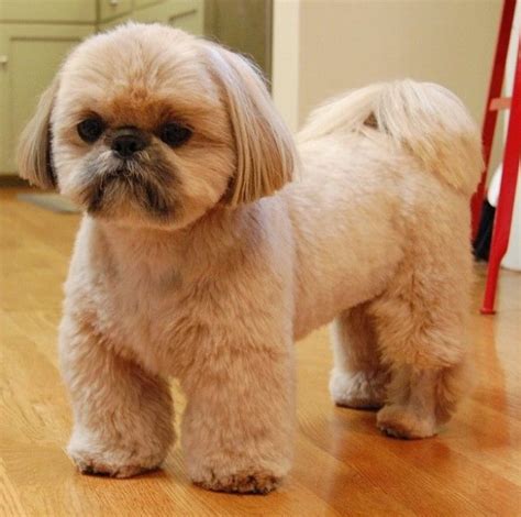 20+ Best Shih Tzu Haircuts for Summer - Shih Tzu Haircuts (2024 Guide)