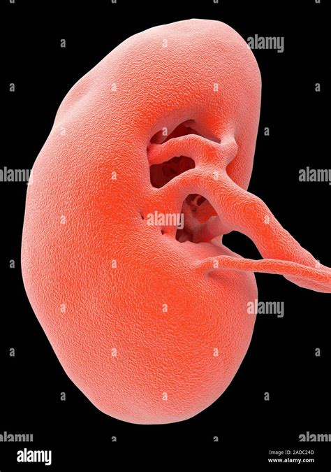 Kidney, CT scan. Coloured 3-D computed tomography (CT) scan of a kidney in frontal view Stock ...