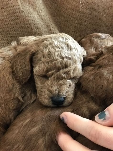 Cute puppy sleeping 😴🥰 | Sleeping puppies, Cute puppies, Puppies