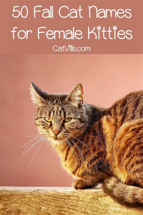 100 Fantastic Fall Cat Names for Male & Female Kittens - CatVills