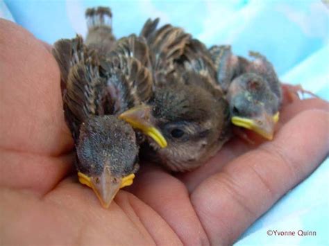 Baby Bird Identification Gallery