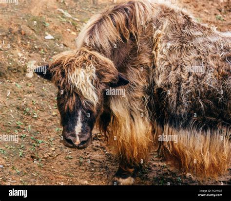 Yak With Horns High Resolution Stock Photography and Images - Alamy