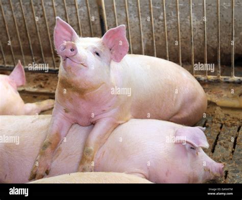 Big pig hi-res stock photography and images - Alamy