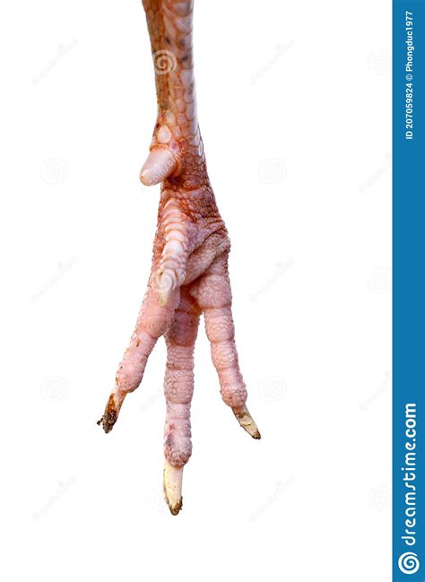 Raw Chicken Leg on a White Background Stock Photo - Image of dragon, legs: 207059824