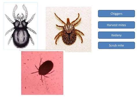 Ticks and mites | PPT