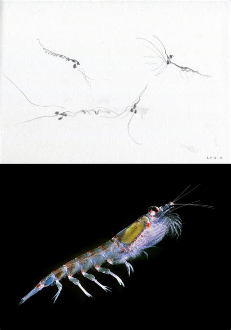 Krill Drawing at PaintingValley.com | Explore collection of Krill Drawing