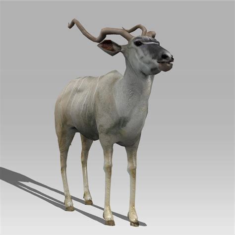 Kudu Antelope – arteria3d