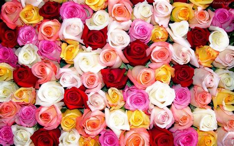 TdeTila: SIGNIFICADO DE LAS ROSAS SEGUN SU COLOR