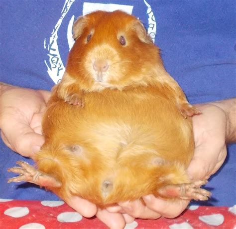 How To Tell If Your Guinea Pig Is Pregnant Or Just Fat