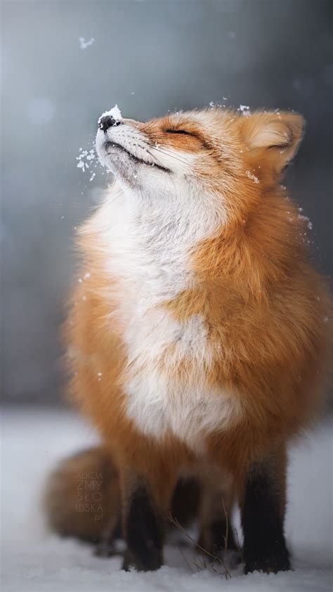 2160x3840 Fox Enjoying Snowfall Sony Xperia X,XZ,Z5 Premium ,HD 4k Wallpapers,Images,Backgrounds ...