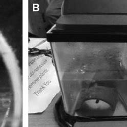 (A) Male fathead minnow under breeding substrate. Male is “hovering”... | Download Scientific ...