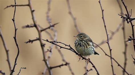 Europe's Migratory Birds Are Facing a Major Threat, Study Says | The ...