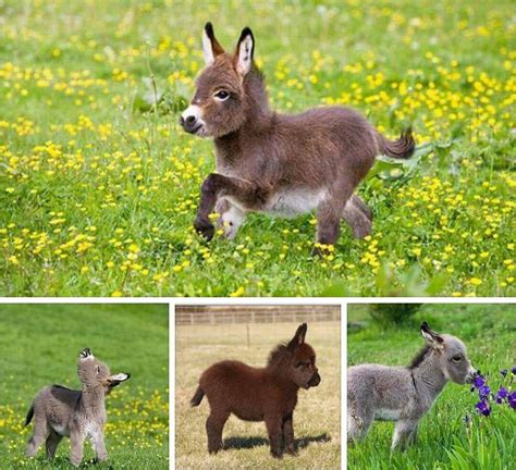 TIL Pygmy Donkeys exist : r/aww